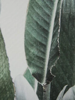 Leinwand-Druck-gerahmt, Grün -Teppiche Verkaufe Botanik Druckgerahmt Gruen 50x70 lup