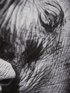 Leinwand-Druck-gerahmt, Schwarz -Teppiche Verkaufe ElephantBaby Druckgerahmt Grau Schwarz 60x60 lup