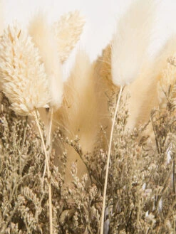 Trockenblume, Beige -Teppiche Verkaufe Flowerbouquet Trockenblume Beige 40 lup