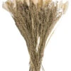 Trockenblume, Beige -Teppiche Verkaufe Flowerbouquet Trockenblume Beige 40 pla1