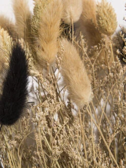 Trockenblume, Natural -Teppiche Verkaufe Flowerbouquet Trockenblume Dunkelbeige Natural 40 lup