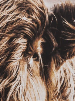 Leinwandbild, Braun -Teppiche Verkaufe Highlandrind Leinwandbild Braun 83x103 lup1