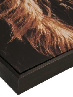 Leinwandbild, Braun -Teppiche Verkaufe Highlandrind Leinwandbild Braun 83x103 lup2