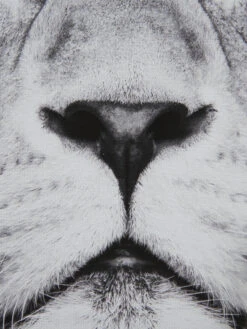 Leinwand-Druck-gerahmt, Schwarz/Grau 9 Leinwand-Druck-gerahmt, Schwarz/Grau -Teppiche Verkaufe KingLeo Druckgerahmt Grau SchwarzGrau 50x70 lup