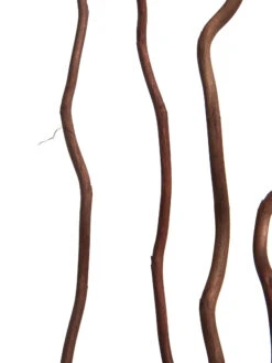 Trockenblume, Dunkelbraun -Teppiche Verkaufe Kuwastaebe Trockenblume Braun Dunkelbraun 80cm lup