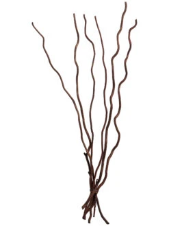 Trockenblume, Dunkelbraun