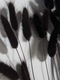 Trockenblume, Schwarz -Teppiche Verkaufe Lagurus Trockenblume Schwarz 75cm lup