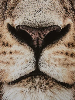 Leinwand-Druck-gerahmt, Braun -Teppiche Verkaufe Loewenkoenig Druckgerahmt Braun 50x70 lup