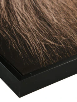 Leinwand-Druck-gerahmt, Braun -Teppiche Verkaufe Loewenkoenig Druckgerahmt Braun 50x70 lup2