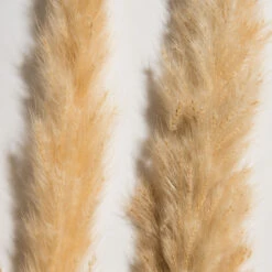 Trockenblume, Creme -Teppiche Verkaufe Pampasgrasbuendel6er Trockenblume 213869 Beige Creme 75cm lup