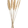 Trockenblume, Creme -Teppiche Verkaufe Pampasgrasbuendel6er Trockenblume 213869 Beige Creme 75cm pla1