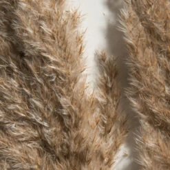 Trockenblume, Natur -Teppiche Verkaufe Pampasgrasbuendel6er Trockenblume 213869 Hellbraun Natur 75cm lup