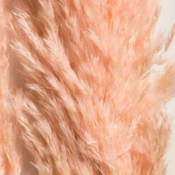 Trockenblume, Pink -Teppiche Verkaufe Pampasgrasbuendel6er Trockenblume 213869 Rosa Pink 65cm lup