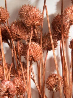 Trockenblume, Autumn Red -Teppiche Verkaufe Phalaris Trockenblume Orange AutumnRed 50cm lup