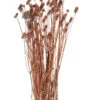 Trockenblume, Autumn Red -Teppiche Verkaufe Phalaris Trockenblume Orange AutumnRed 50cm pla1