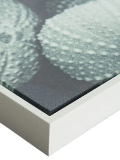 Leinwand-Druck-gerahmt, Hellgrün -Teppiche Verkaufe Seeigel Druckgerahmt Gruen Hellgruen 50x120 lup2